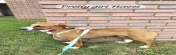 Mixed Breed dogs for adoption: Hazel, 6 months approx. Available for adoption. - Advert 13