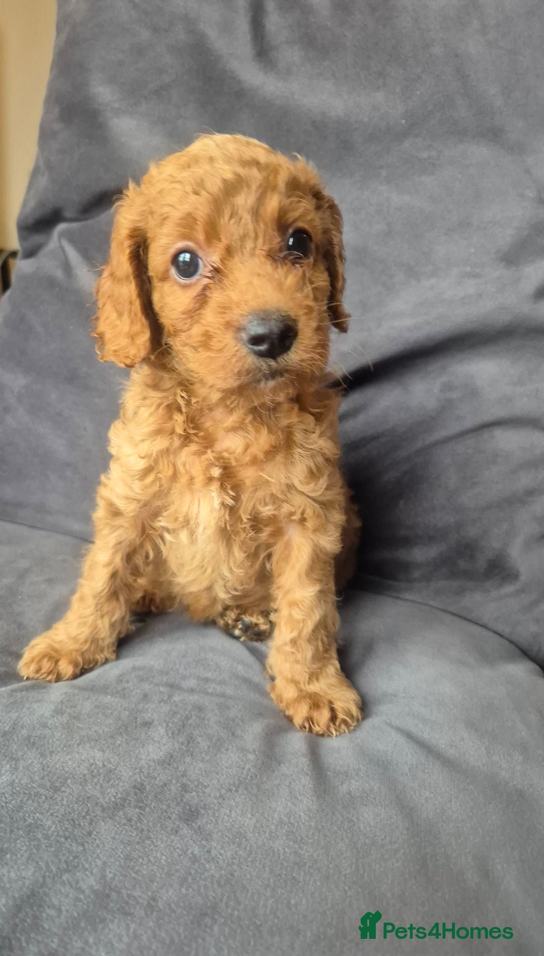 Cockapoo dogs for sale: F1b Cockapoo - ready this weekend - Image 31