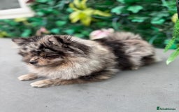 Pomeranian dogs for sale: Stunning Merle Pomeranian!  - Image 11
