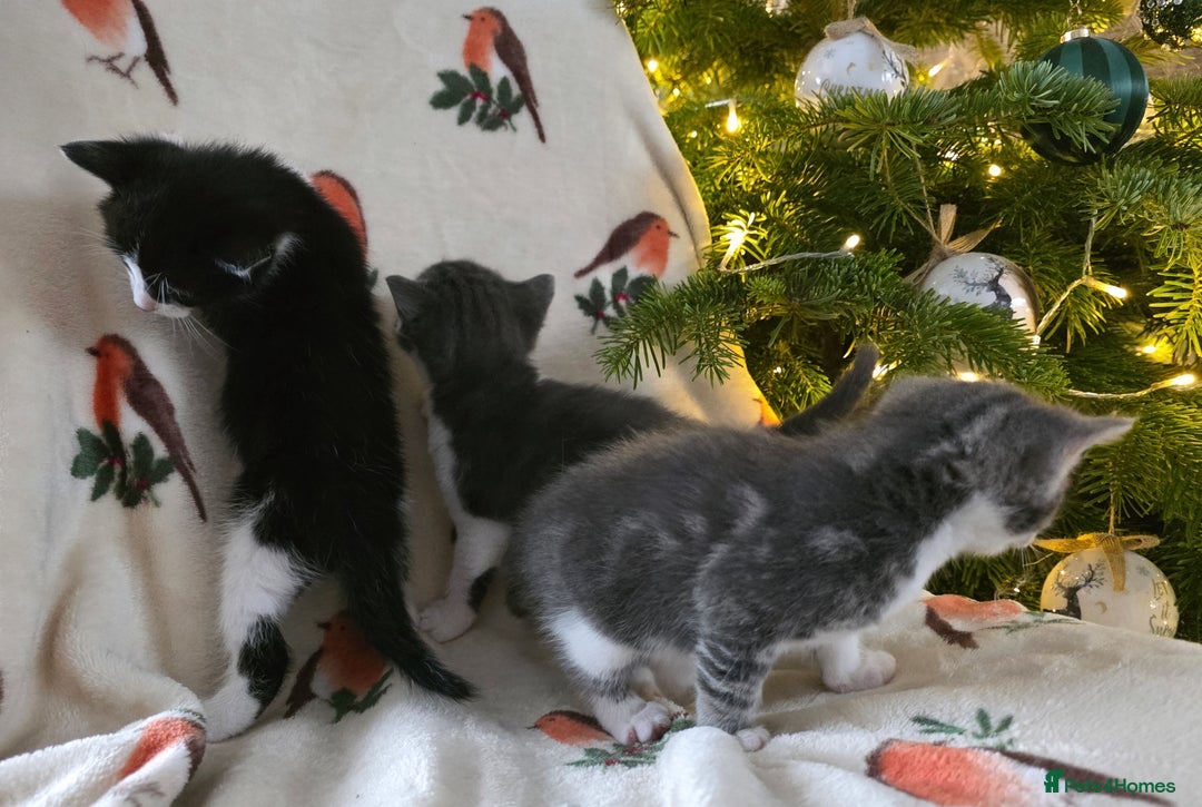 Mixed Breed cats for sale: Gorgeous kittens - Advert 6