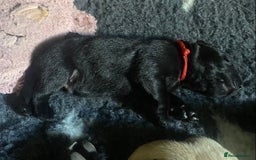 Labrador Retriever dogs for sale: X2 black Labrador puppies ready before **  - Image 4