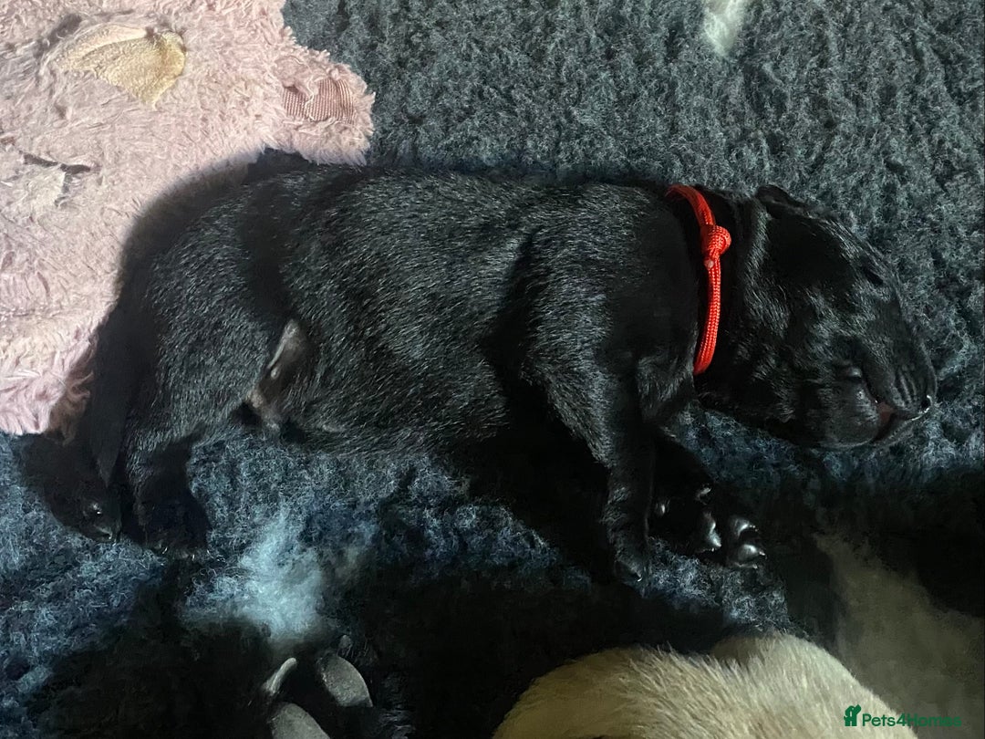Labrador Retriever dogs for sale: X2 black Labrador puppies ready before **  - Image 4