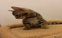 Bengal cats for sale: Snow and Brown boy TICA bengal kittens  - Image 32