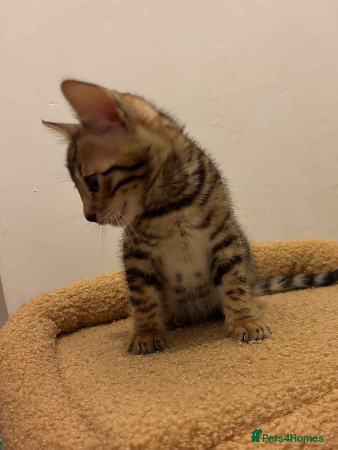 Bengal cats for sale: Snow and Brown boy TICA bengal kittens  - Image 32