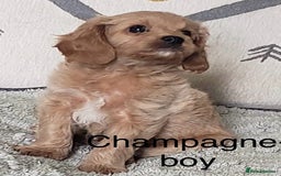 Cavapoo dogs for sale: 7 week old Cavapoo puppies - Bucks/Herts border - Image 5