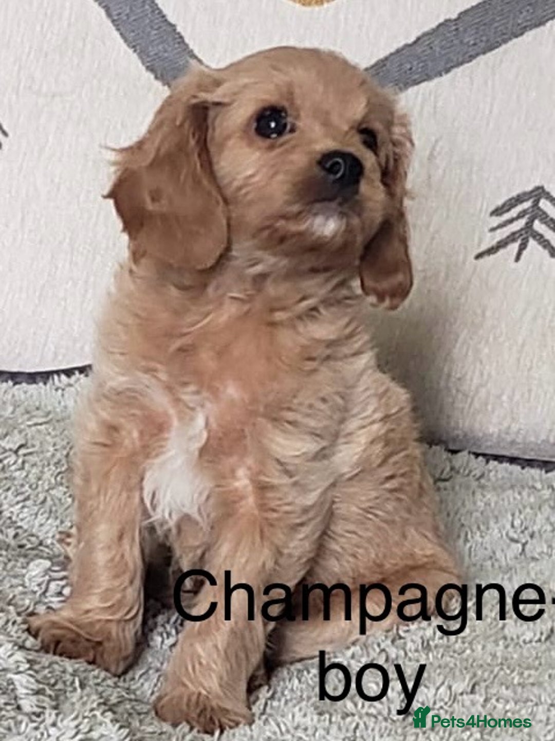 Cavapoo dogs for sale: 7 week old Cavapoo puppies - Bucks/Herts border - Image 5