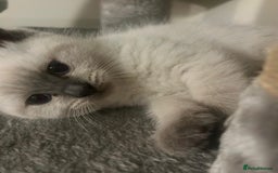 British Shorthair cats for sale: Adorable British Shorthair Kittens for sale!  - Image 2