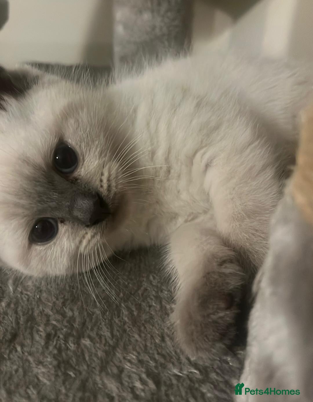 British Shorthair cats for sale: Adorable British Shorthair Kittens for sale!  - Image 2