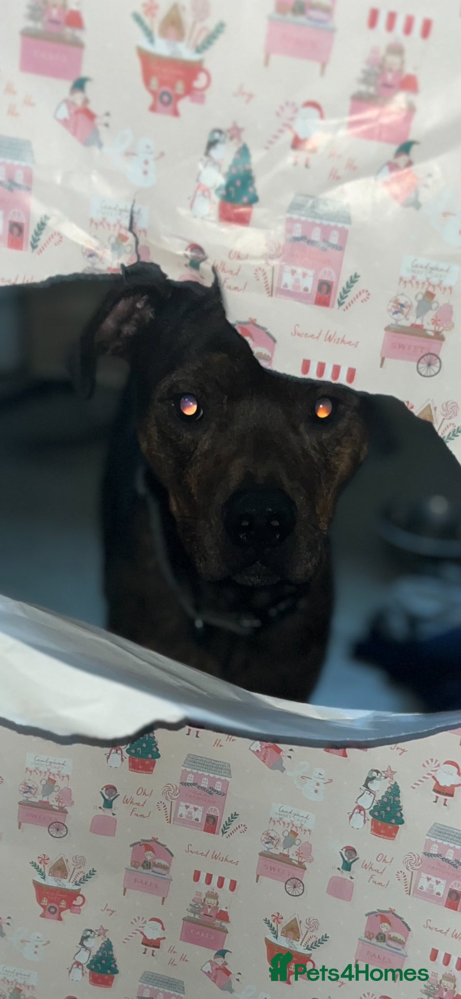 Mixed Breed dogs Dre staffyxrottweiler  - Advert 2
