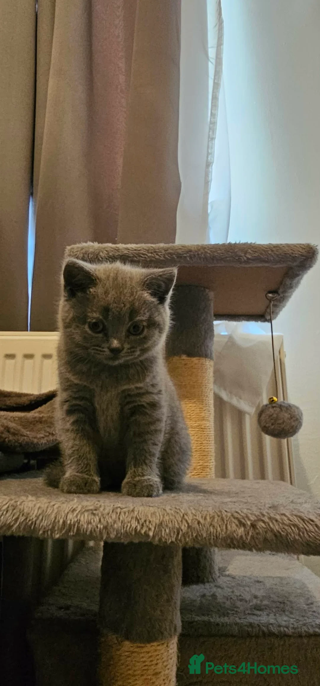 British Shorthair cats for sale: 4 lovely British shorthair kittens - Advert 2