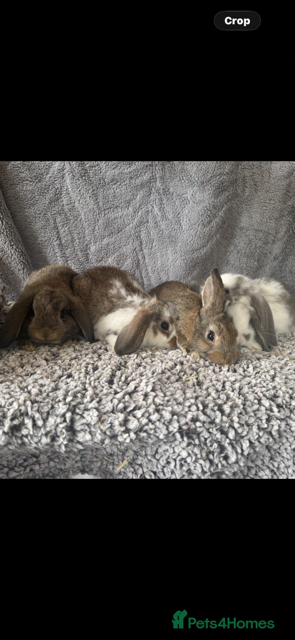 Mixed Breed rabbits Rabbits - lops  - Advert 12