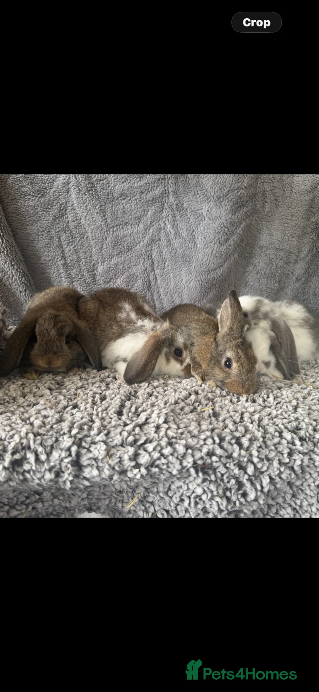 Mixed Breed rabbits for sale: Rabbits - lops  - Advert 1