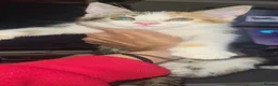 Mixed Breed cats for sale: mix bengel kittens  - Advert 1