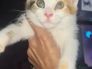 Mixed Breed cats mix bengel kittens happy for offers - Advert 1