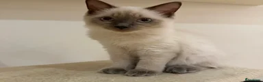 Ragdoll 1