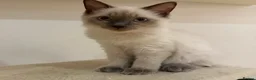 Ragdoll cats for sale: Ragdoll kittens  - Advert 11