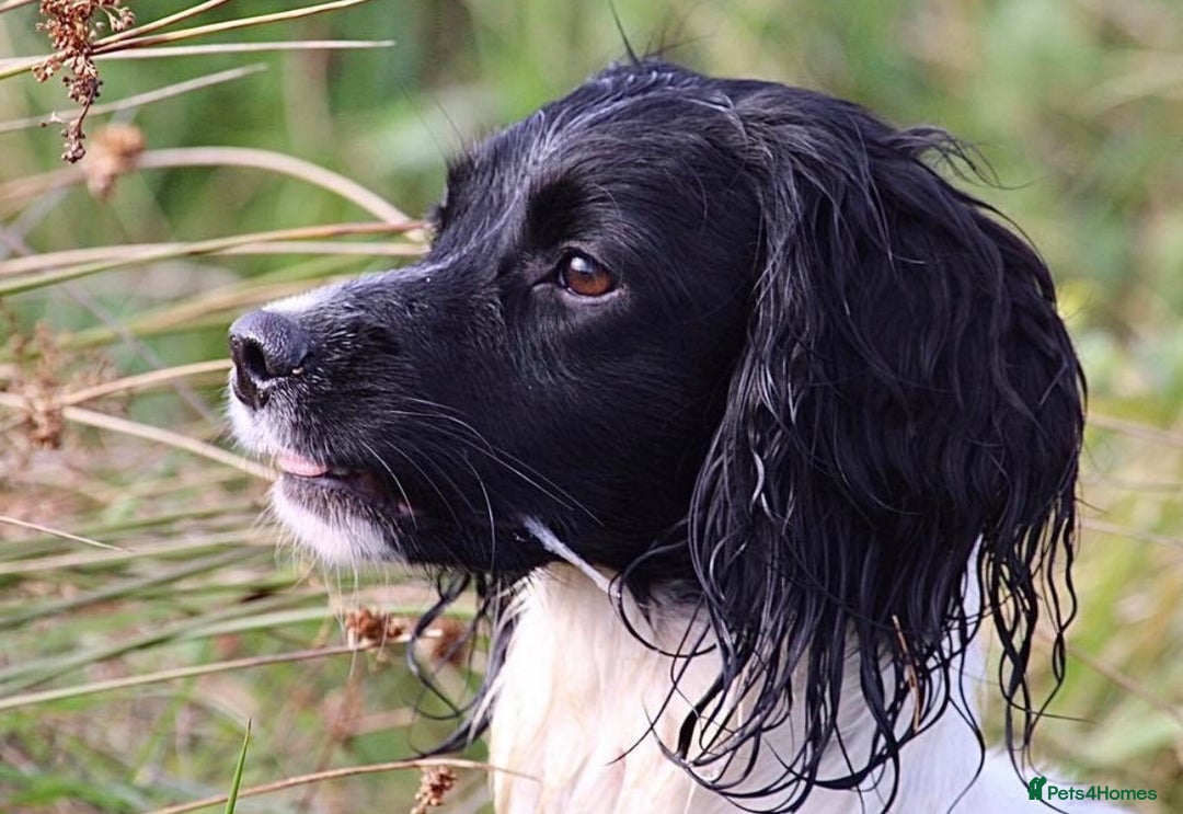 English Springer Spaniel dogs for stud: ⭐️🏆Handsome Health Tested B&W Stud⭐️🏆 in Malmesbury - Image 6