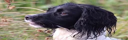 English Springer Spaniel dogs for stud: ⭐️🏆Handsome Health Tested B&W Stud⭐️🏆 in Malmesbury - Advert 6