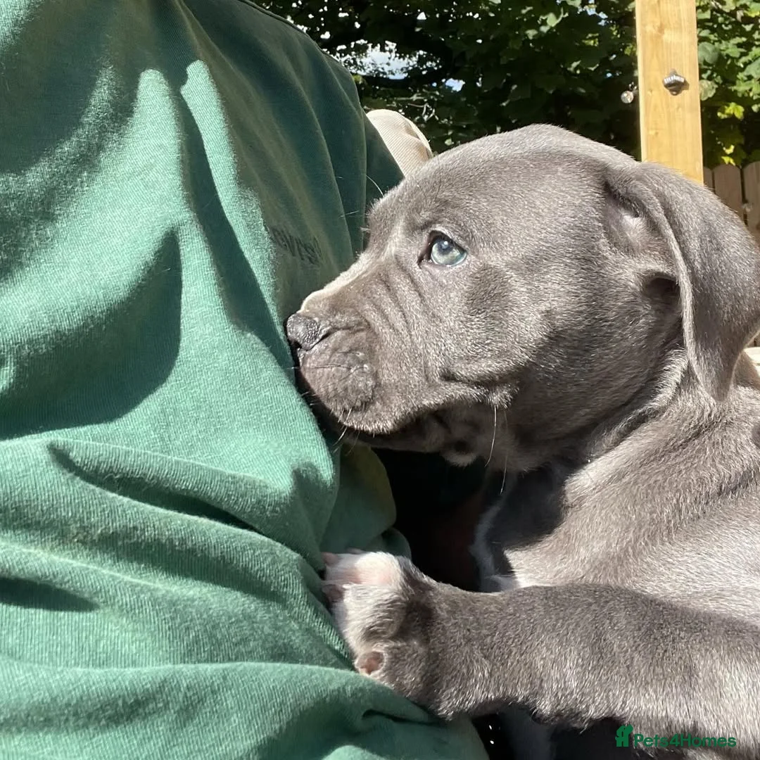 Staffordshire Bull Terrier dogs for sale: “Staffy Puppies for Sale  - Advert 13