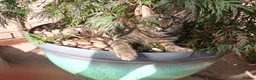 Mixed Breed cats for sale: Kittens  - Advert 6