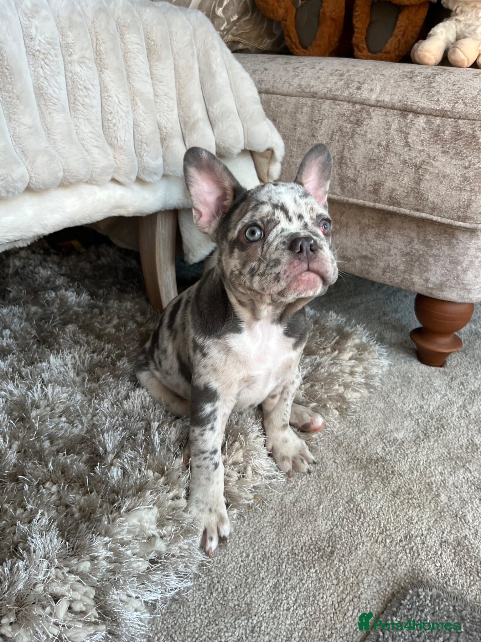 French Bulldog dogs Stunning Frenchie pups  - Advert 6