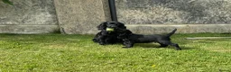 Cocker Spaniel dogs for sale: Two Black Working Cocker boys - 9 weeks in Dorchester - Advert 5