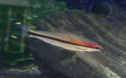 Other/Mixed Breed fish for sale: Tropical fish  - Image 1