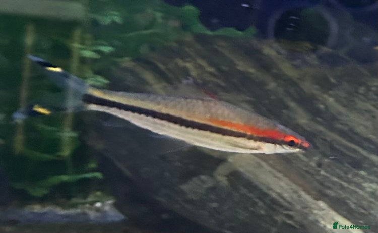 Other/Mixed Breed fish - Advert 1