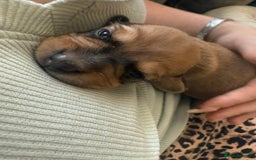 Mixed Breed dogs for sale: Schweenie pups  - Image 16