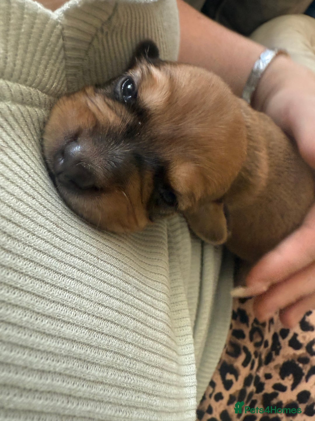 Mixed Breed dogs for sale: Schweenie pups  - Image 16