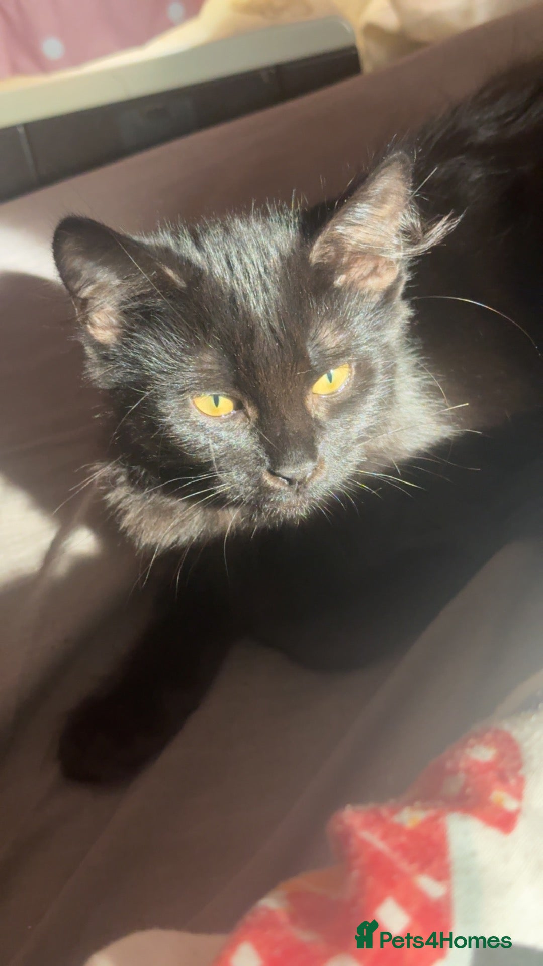 Maine Coon cats for sale: Main coon - Advert 5