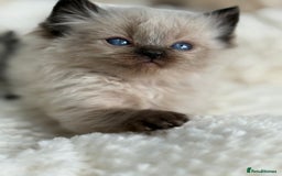 Ragdoll cats for sale: 💙🩷GCCF RAGDOLL KITTENS 3, 5 & 20WKS  AWARD WIN🥇 - Image 5