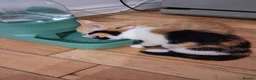 Domestic Shorthair cats for sale: 2 MALE AND 1 FEMALE 9 WEEK OLD KITTENS - Advert 20