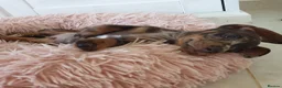 Miniature Dachshund dogs for sale: Mini Dachshund Puppies for sale  in Glasgow - Advert 4