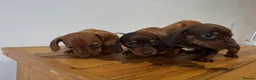 Miniature Dachshund dogs for sale: 4 gorgeous miniature dashaund puppies  - Advert 7