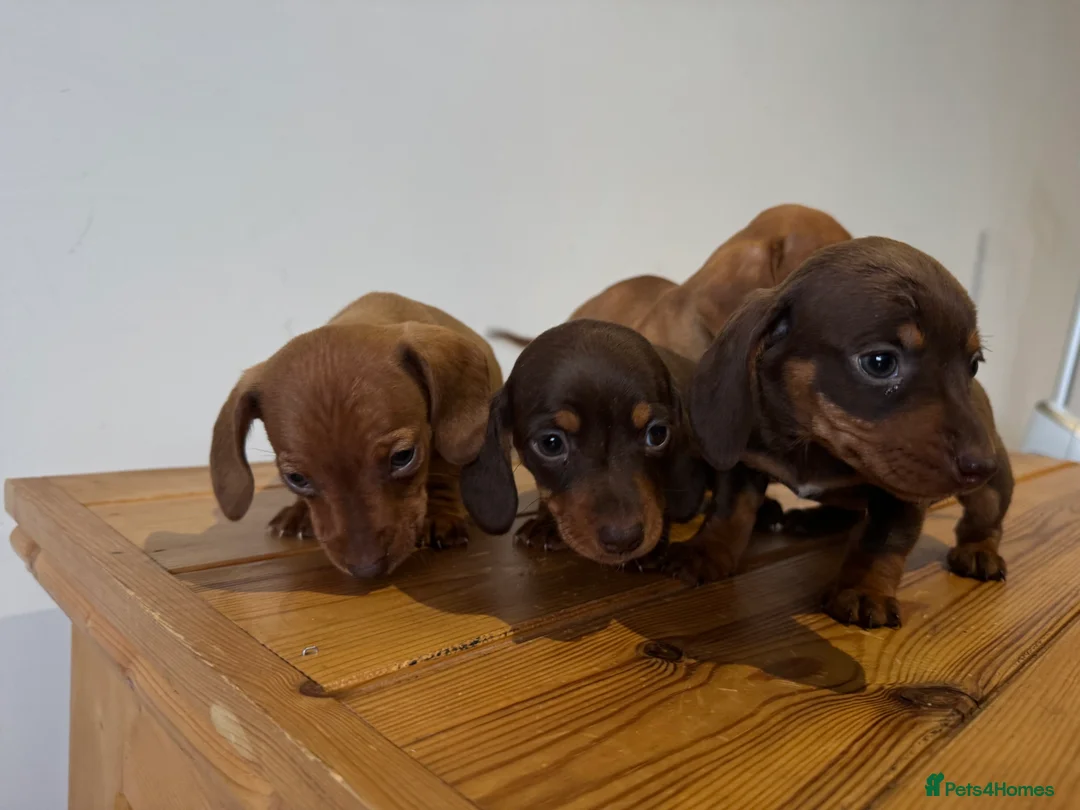 Miniature Dachshund dogs for sale: 4 gorgeous miniature dashaund puppies  - Advert 7