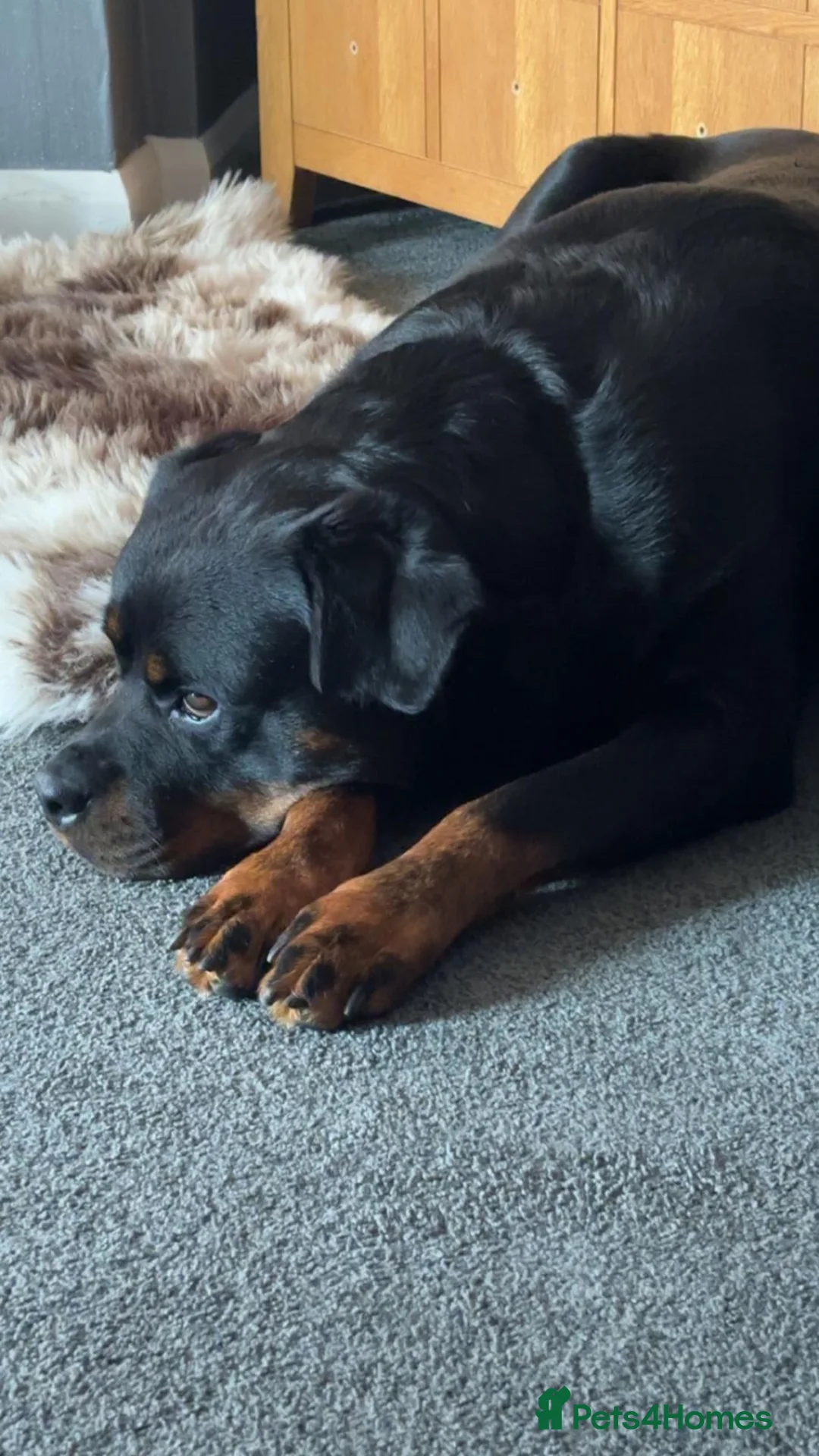 Rottweiler dogs for sale: STUNNING LITTER OF ROTTWEILERS.  - Advert 2