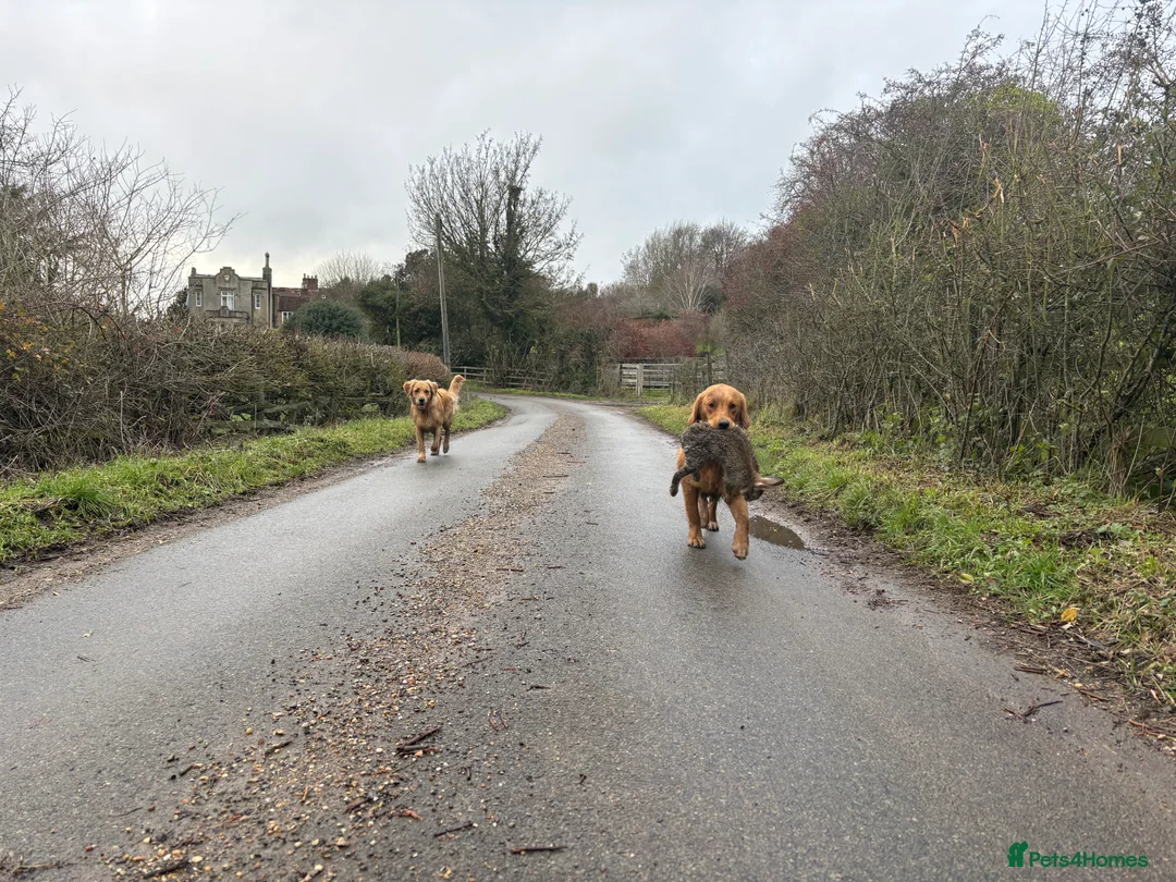 Golden Retriever dogs for sale: Champion lined KC REG GOLDEN RETRIEVER puppies - Advert 5