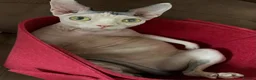 Sphynx cats for sale: Female sphynx - Advert 4