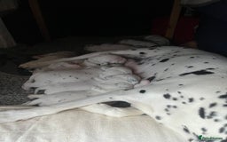 Dalmatian dogs for sale: Beautiful Dalmatian Puppies - Image 9