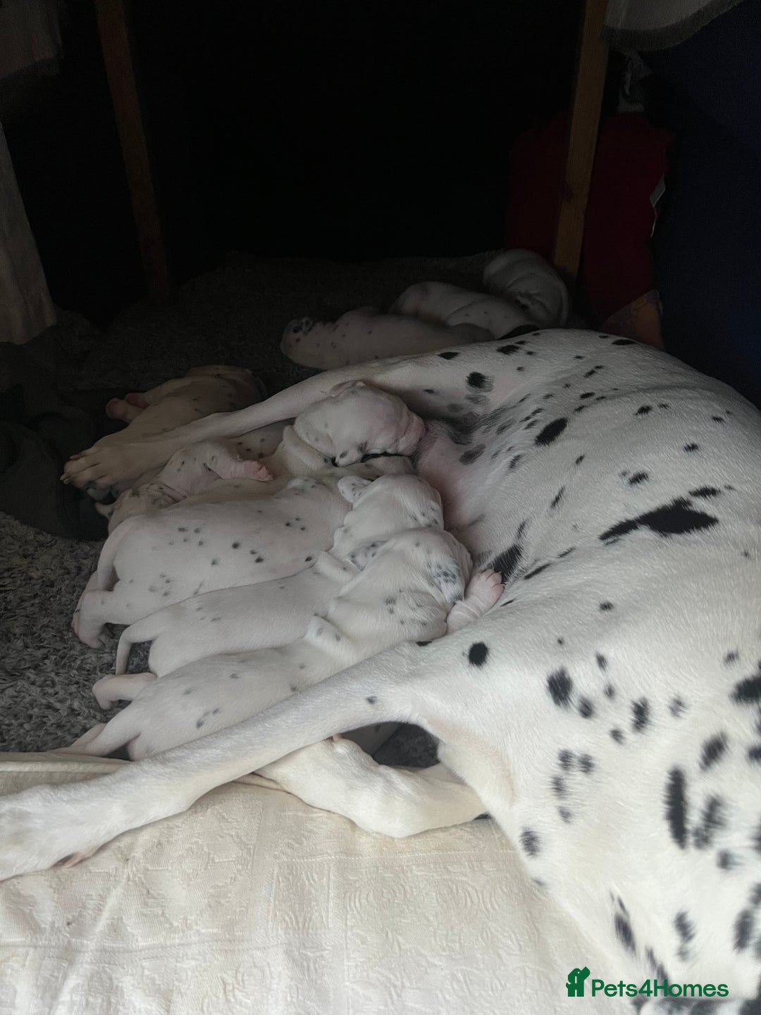 Dalmatian dogs for sale: Beautiful Dalmatian Puppies - Image 9
