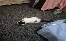 Mixed Breed cats for sale: 4 yr old loving girl - Advert 2