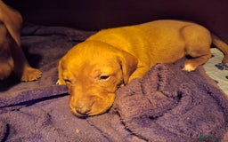 Mixed Breed dogs for sale: Vizla Labrador Puppies - Image 14