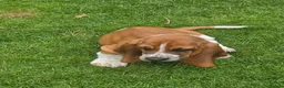Basset Hound dogs for sale: Basset hound pups kc reg.European lines - Advert 4