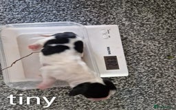 Sprocker dogs for sale: Spaniel Puppies  - Image 6