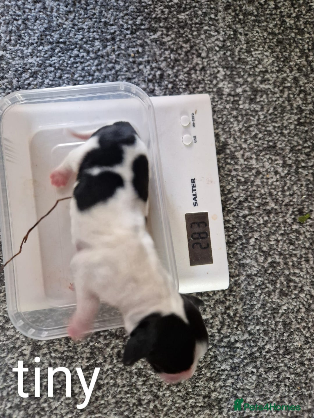 Sprocker dogs for sale: Spaniel Puppies  - Image 6