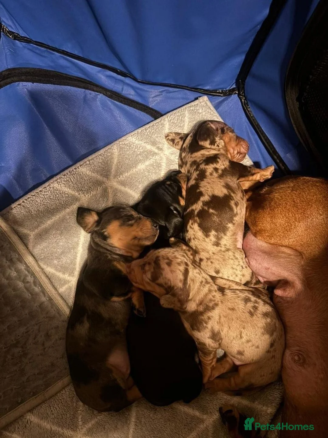 Miniature Dachshund dogs for sale: LOVELY MINIATURE DACHSHUNDS PUPPIES FOR SALE in London - Advert 2