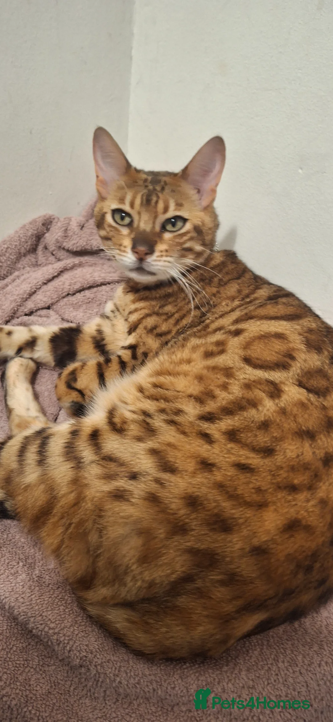 Bengal cats for sale: Bengal female - Advert 2