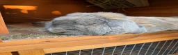 French Lop rabbits for sale: French lops  - Advert 4