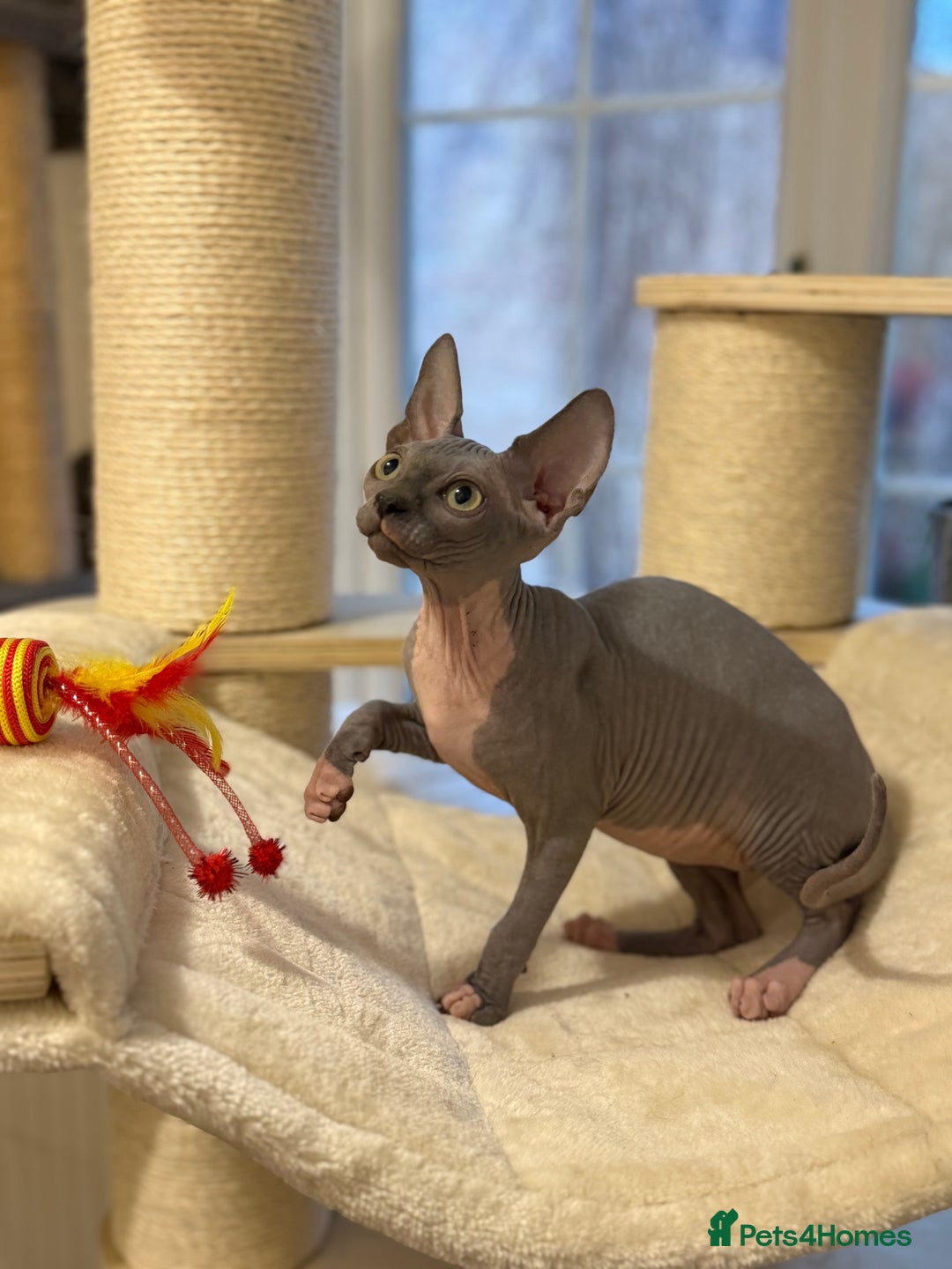 Sphynx cats for sale:  Boy Blue Bicolour - Advert 6